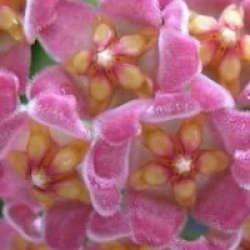 Hoya davidcummingii - Hoya davidcummingii