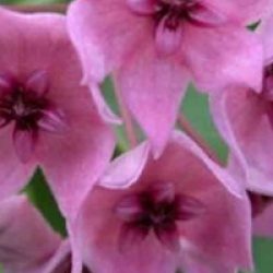 Hoya dennisii - Hoya dennisii