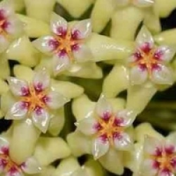 Hoya dolichosparte jaune