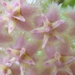Hoya erythrostemma rose