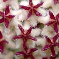 Hoya erythrostemma sukkirin Naratiwat - Hoya erythrostemma sukkirin Naratiwat