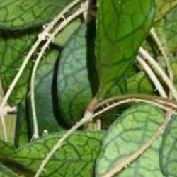 Hoya finlaysonii