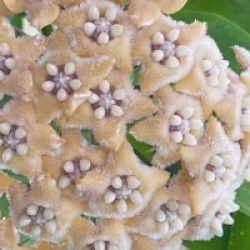 Hoya fraterna - Hoya fraterna