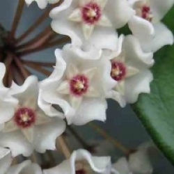 Hoya fungii - Hoya fungii