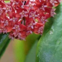 Hoya ilagiorum