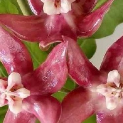 Hoya imperialis rose