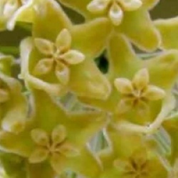 Hoya kenejiana - Hoya kenejiana