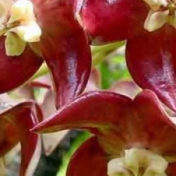 Hoya imperialis rouge