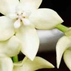 Hoya imperialis white - Hoya imperialis white