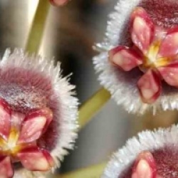 Hoya isabelchanae
