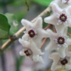 Hoya kanyakumariana - Hoya kanyakumariana