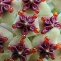 Hoya kerrii - Hoya kerrii