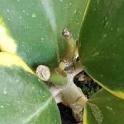 Hoya kerrii albomarginata