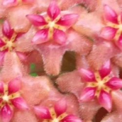 Hoya Kicki - Hoya Kicki