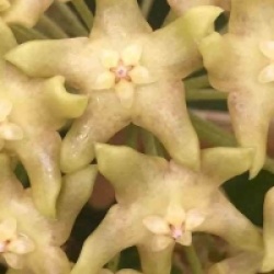 Hoya lambii