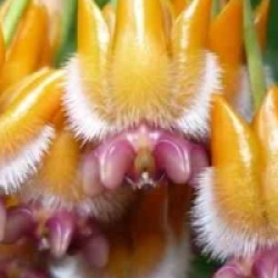 Hoya lasiantha - Hoya lasiantha