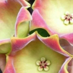 Hoya lauterbachii - Hoya lauterbachii