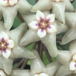 Hoya limoniaca