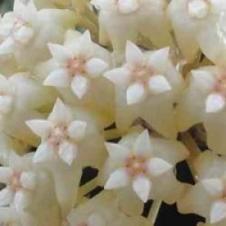 Hoya loyceandrewsiana - Hoya loyceandrewsiana