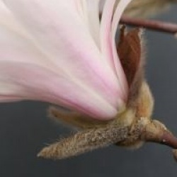 Magnolia stellata 'Royal Star'