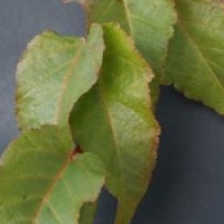 Acer davidii 'Ernest Wilson'