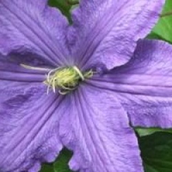 Clematis 'Rhapsody'