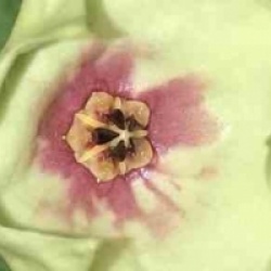 Hoya mappigera pink - Hoya mappigera pink