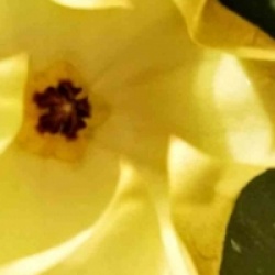 Hoya mappigera yellow