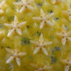 Hoya mindorensis yellow - Hoya mindorensis yellow