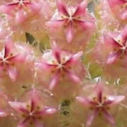 Hoya mindorensis rose - Hoya mindorensis rose