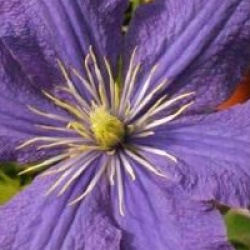 Clematis 'Rhapsody'