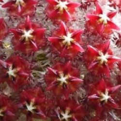 Hoya mindorensis rouge - Hoya mindorensis rouge