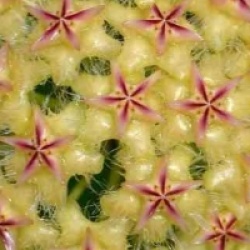 Hoya mindorensis jaune