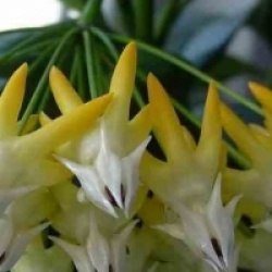 Hoya multiflora