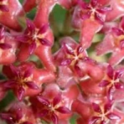 Hoya Nathalie - Hoya Nathalie