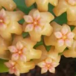 Hoya neo-ebutica - Hoya neo-ebutica