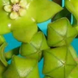 Hoya obtusifolioides - Hoya obtusifolioides