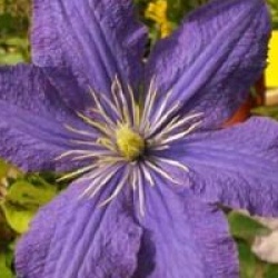 Clematis 'Rhapsody'