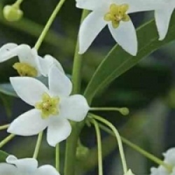 Hoya odorata - Hoya odorata