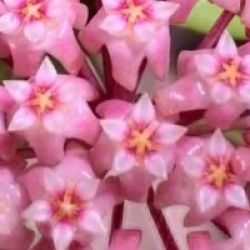 Hoya parasitica - Hoya parasitica