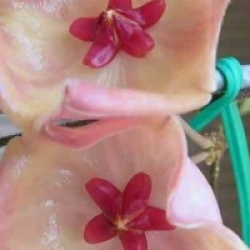 Hoya patella pink