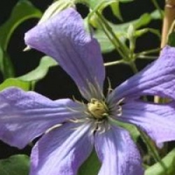Clematis 'Rhapsody'