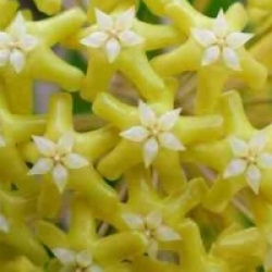 Hoya pentaphlebia - Hoya pentaphlebia