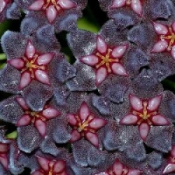 Hoya pubicalyx black dragon