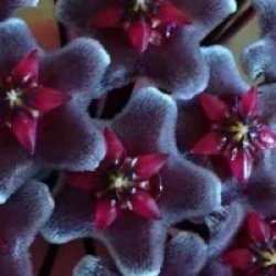 Hoya pubicalyx royal hawaiian purple - Hoya pubicalyx royal hawaiian purple