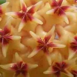 Hoya rintzii - Hoya rintzii