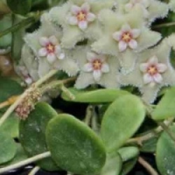 Hoya serpens