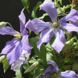 Clematis 'Rhapsody'