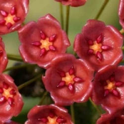 Hoya siariae