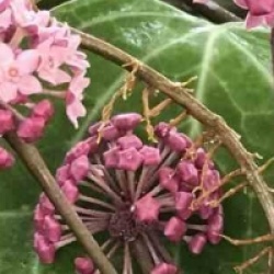 Hoya sp. aff. Clandestina - Hoya sp. aff. Clandestina